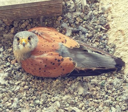 refuge-faucon-male (Personnalisé)
