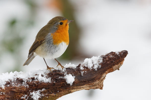 En savoir plus sur Nourrir les oiseaux en hiver